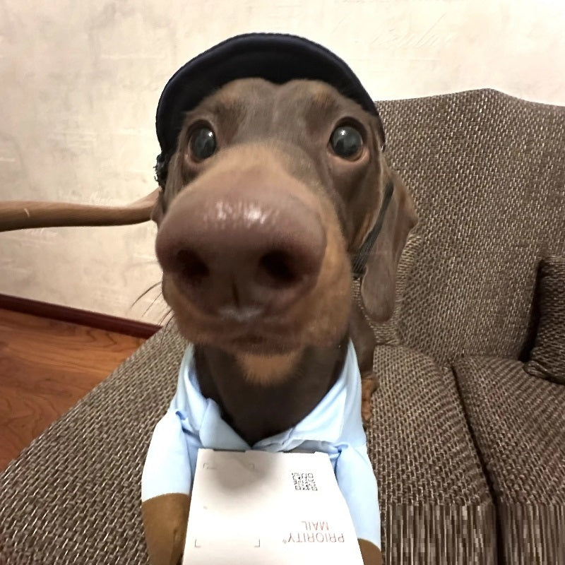 Dog Express Pet Costume